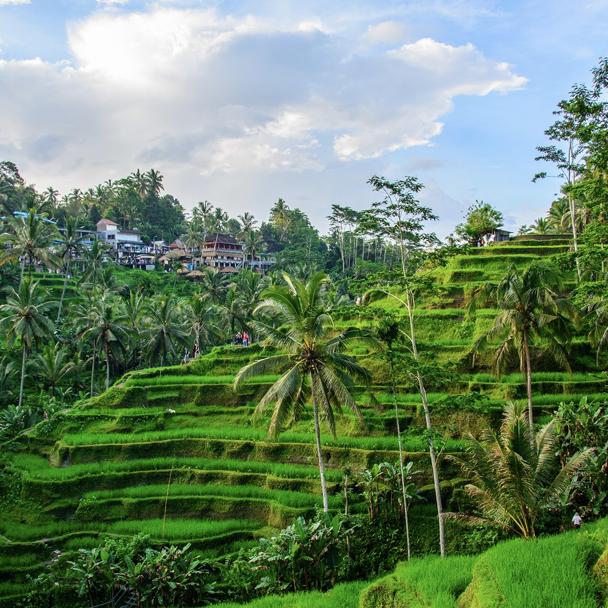 Discover the Charm of Tegallalang Rice Terrace in Ubud