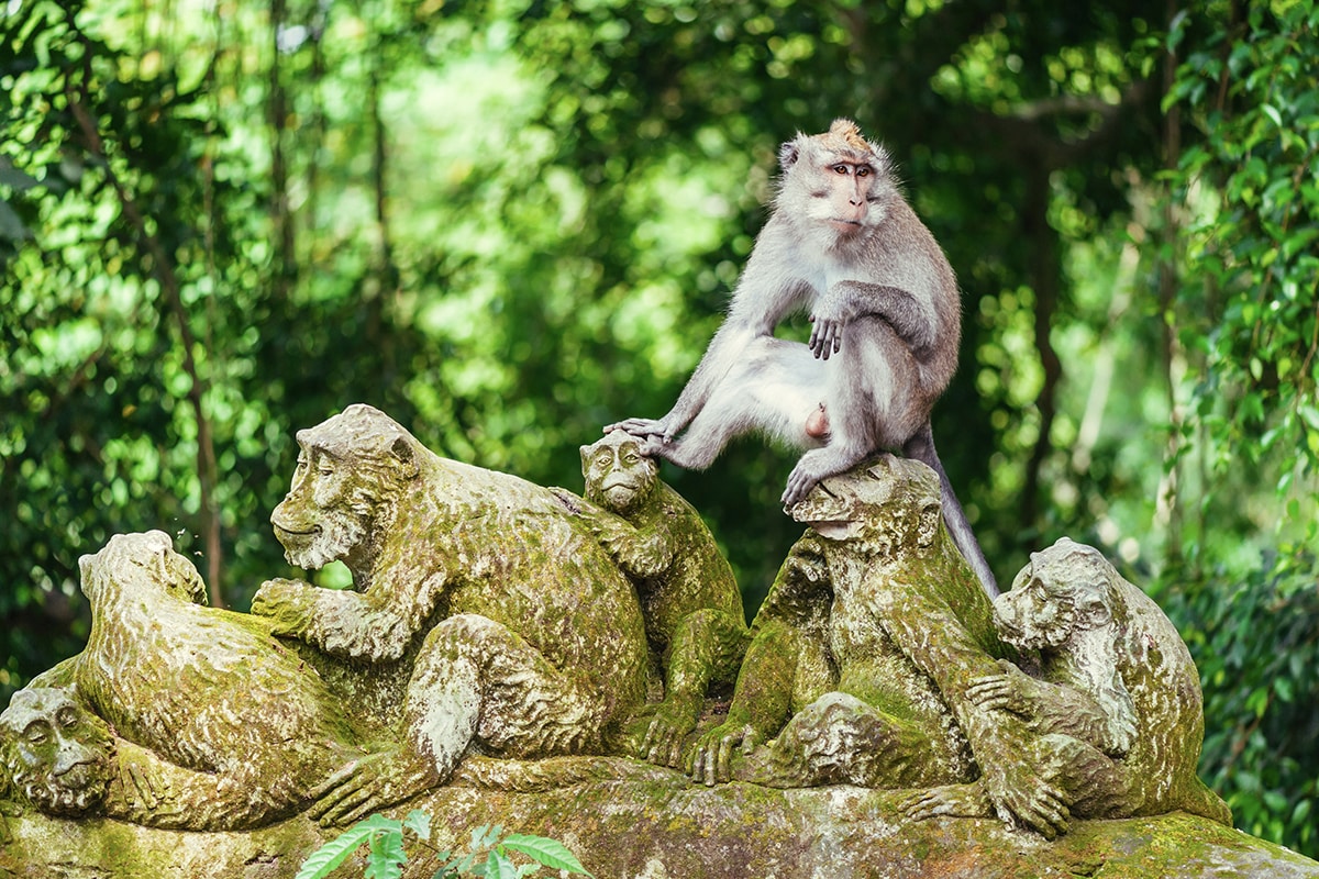 Grey Macaque standing on a statue in Ubud Monkey Forest