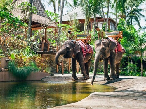 龍目島大象公園：這些溫柔巨人的新避難所