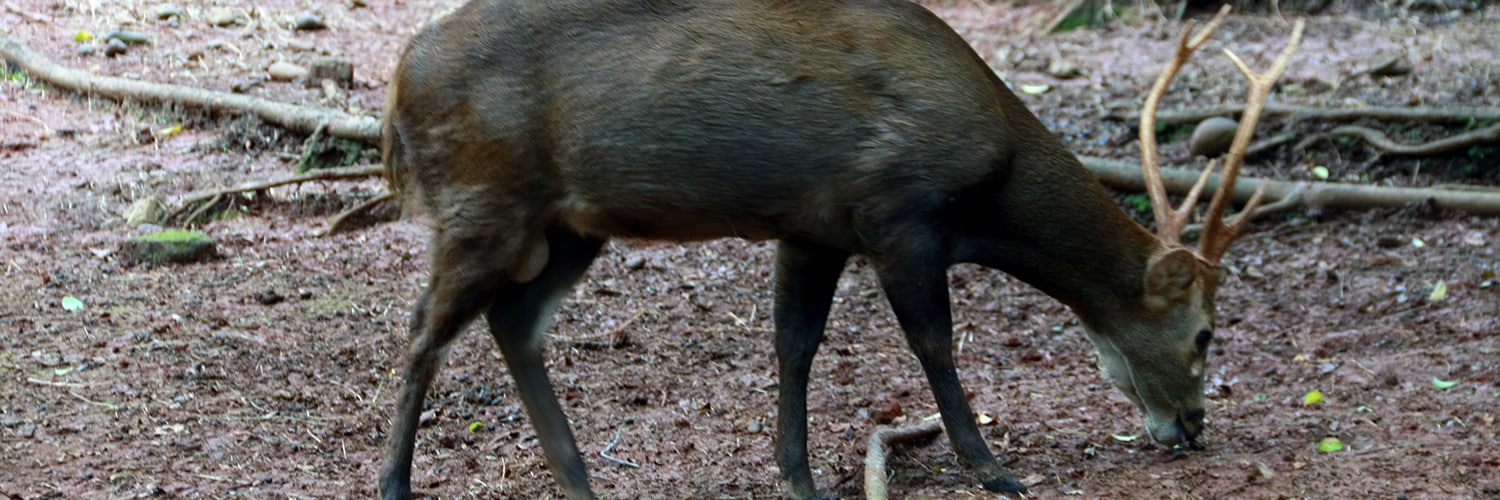Bawean Deer: Indonesia's Endangered Pride