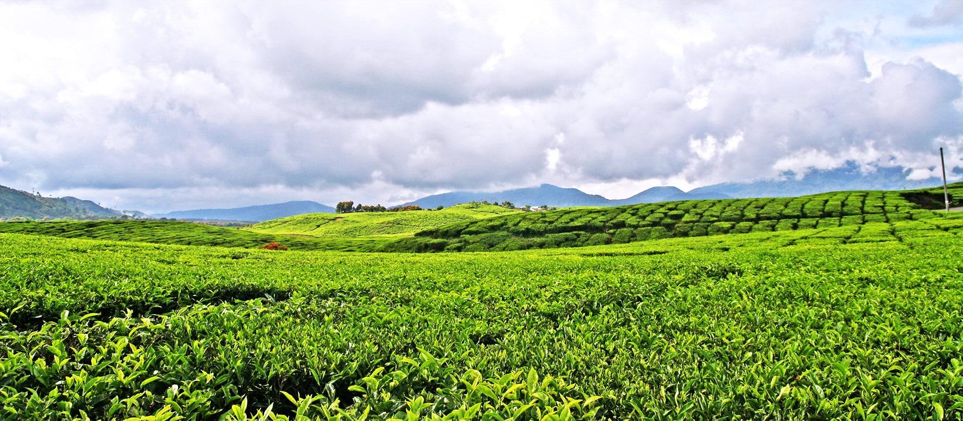 La plantation du thé Kayu Aro