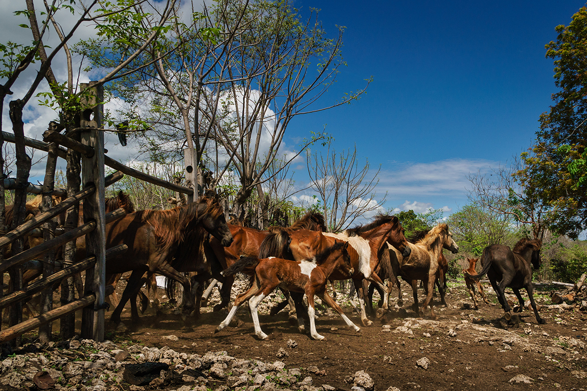 The Fascinating 1001 Sandalwood Horses Festival on Sumba Island