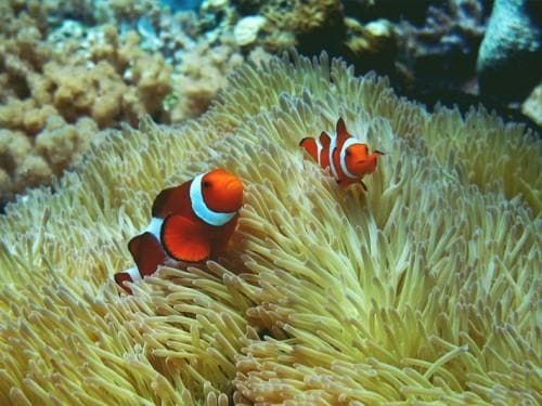 Indonesia Showcases Spectacular Dive Destinations at  MIDE 2017 Malaysia