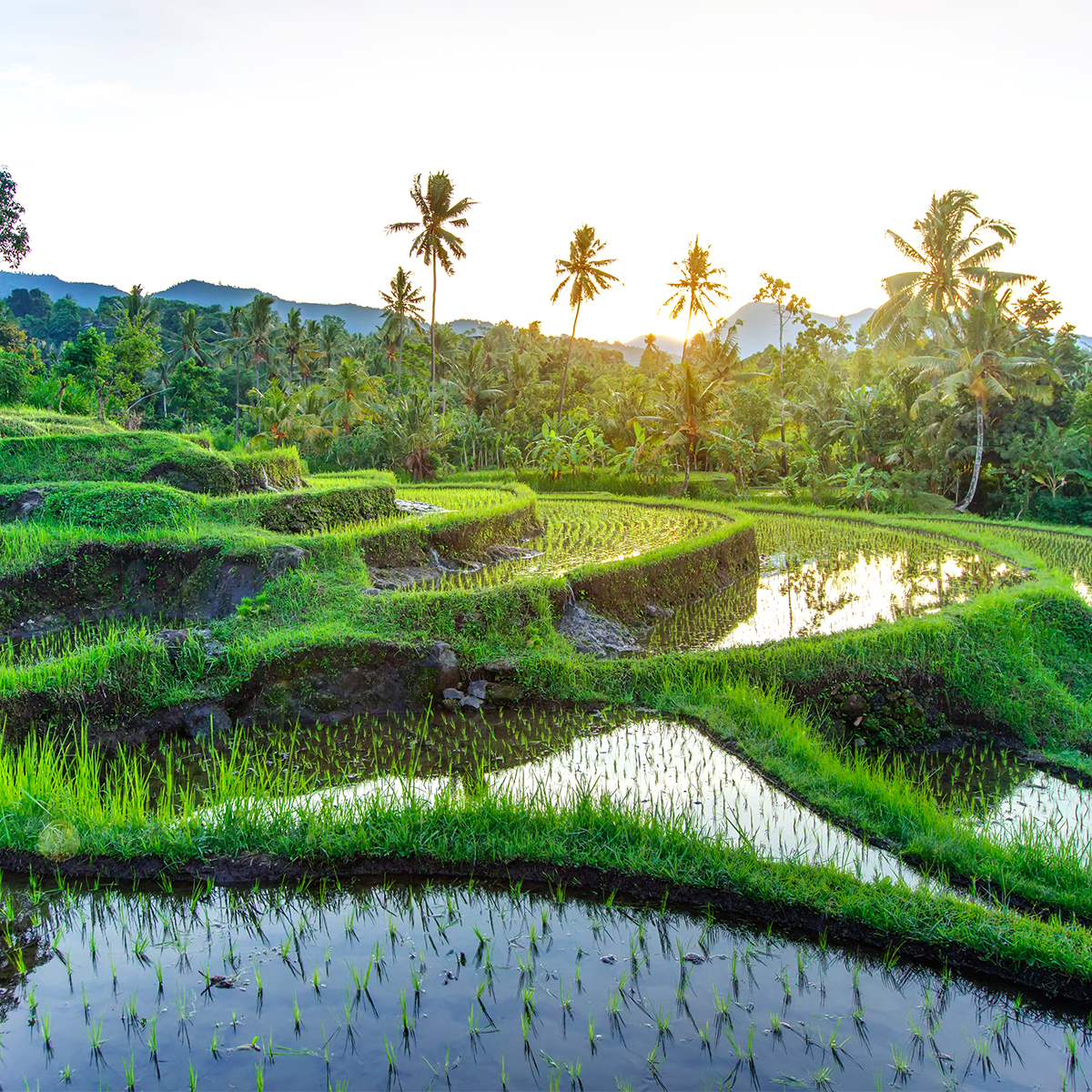 bali travel guide covid