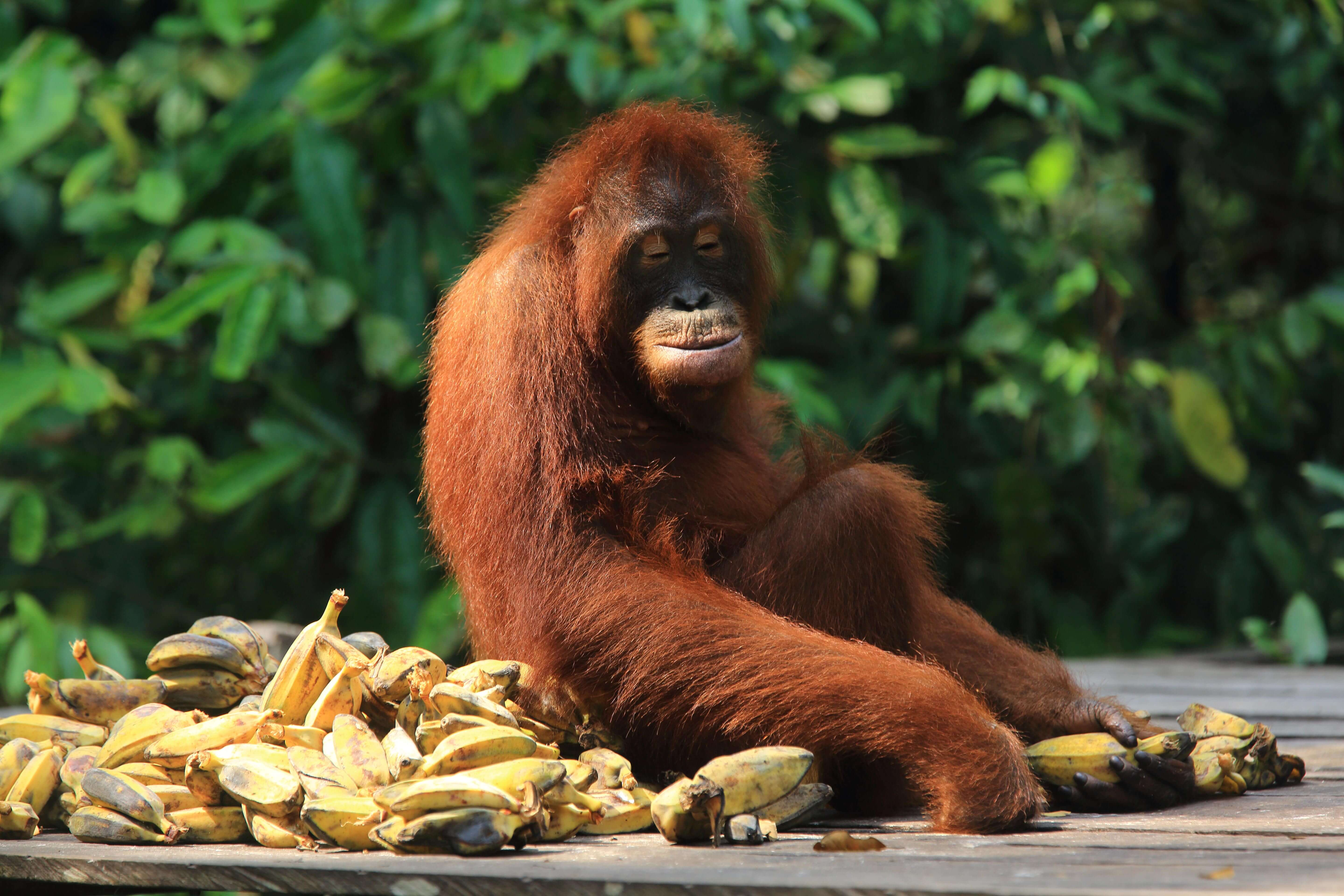 /content/dam/indtravelrevamp/en/PARTNERSHIP-OPPORTUNITY-IMAGE/SETIADI_DERMAWAN_2015_Tanjung_Puting_Orang_Utan.jpg