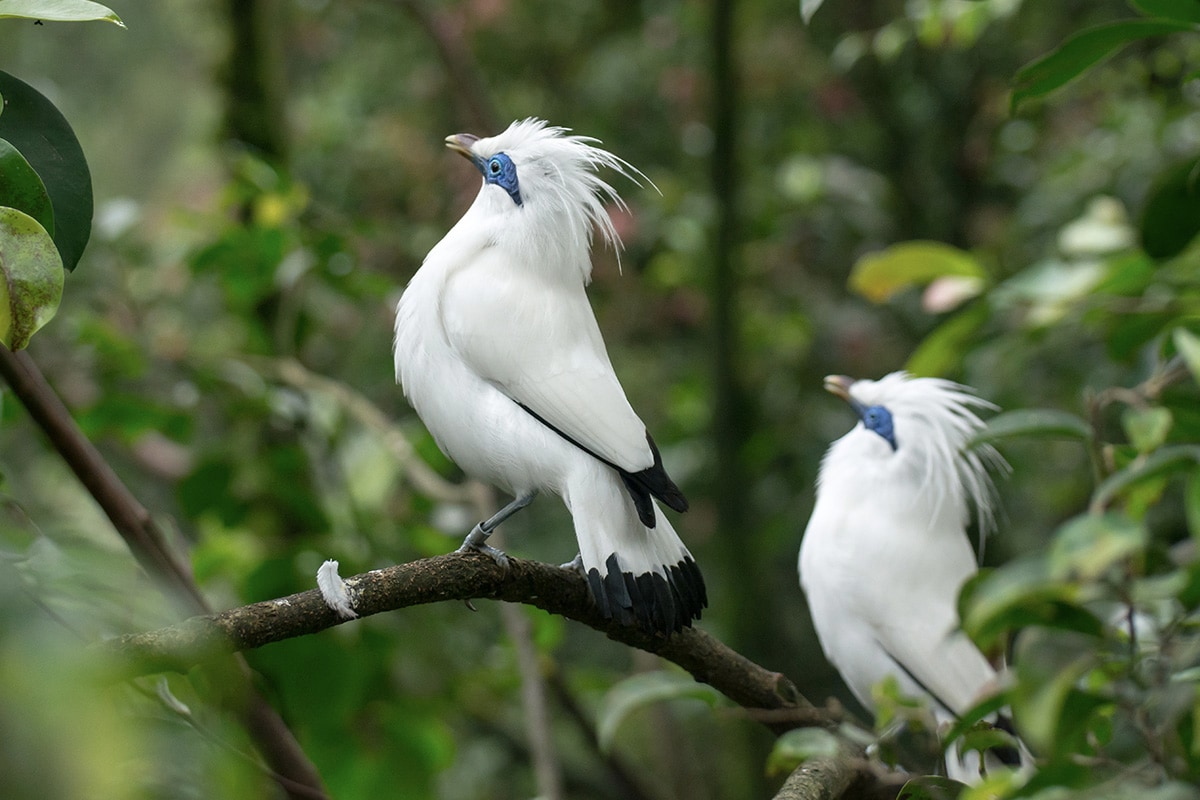 a pair of Bali Starlings
