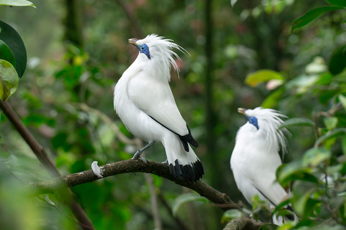 a pair of Bali Starlings