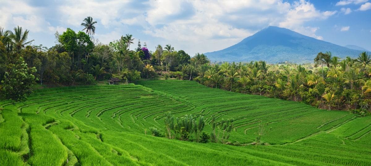 Jatiluwih水稻梯田