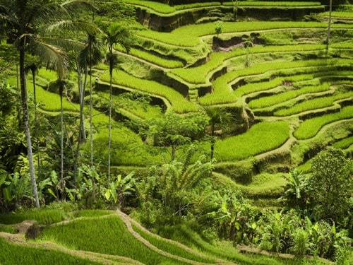惊人的JATILUWIH水稻梯田：美姿与巴厘岛的当地天才