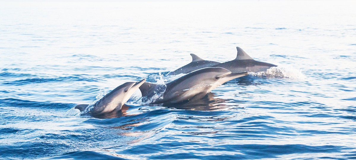 Lovina Beach: Bali's Dolphin Playground in the North