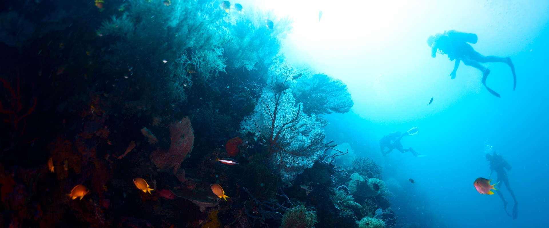 Menjangan Island