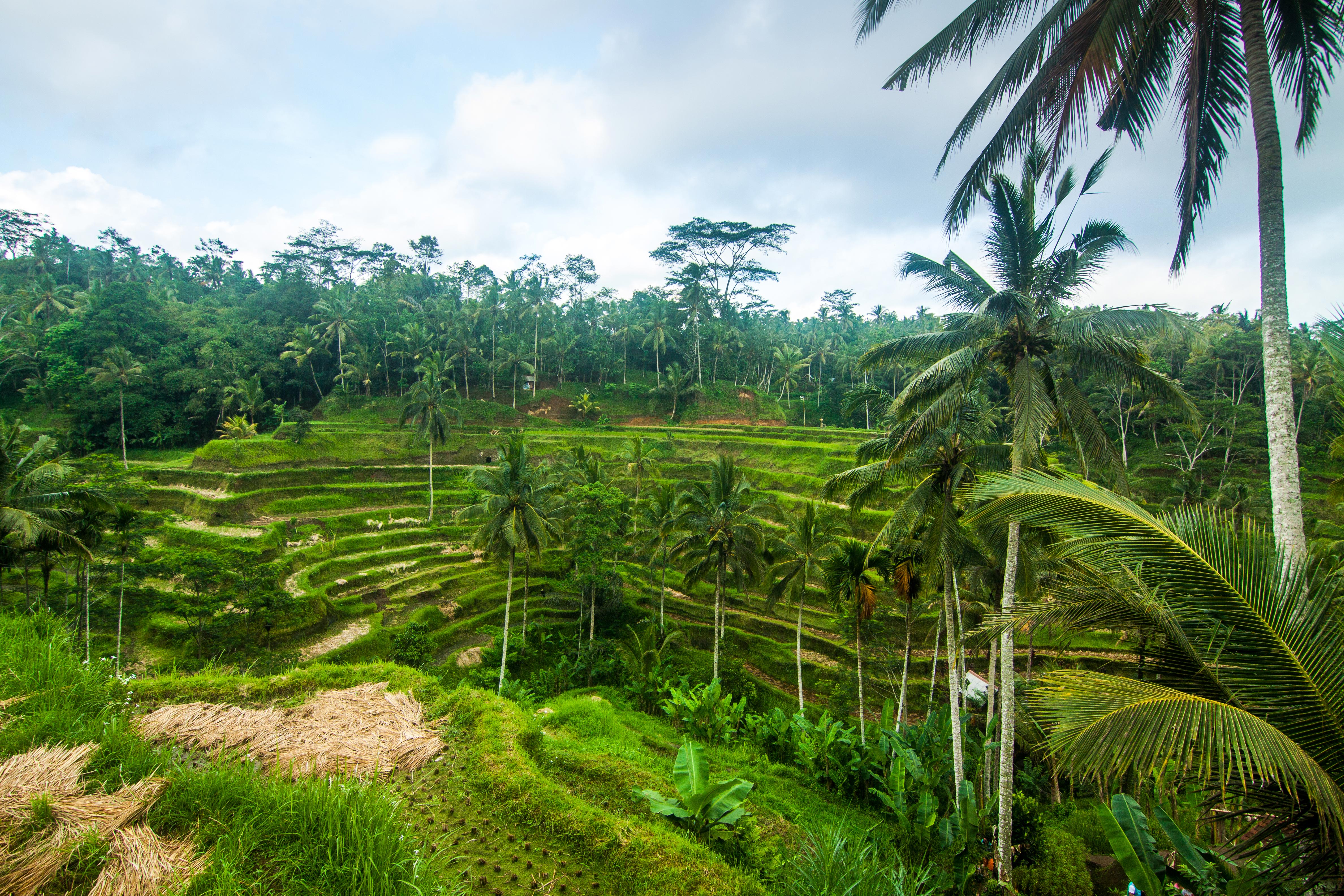 «Субак» - культурный ландшафт провинции Бали