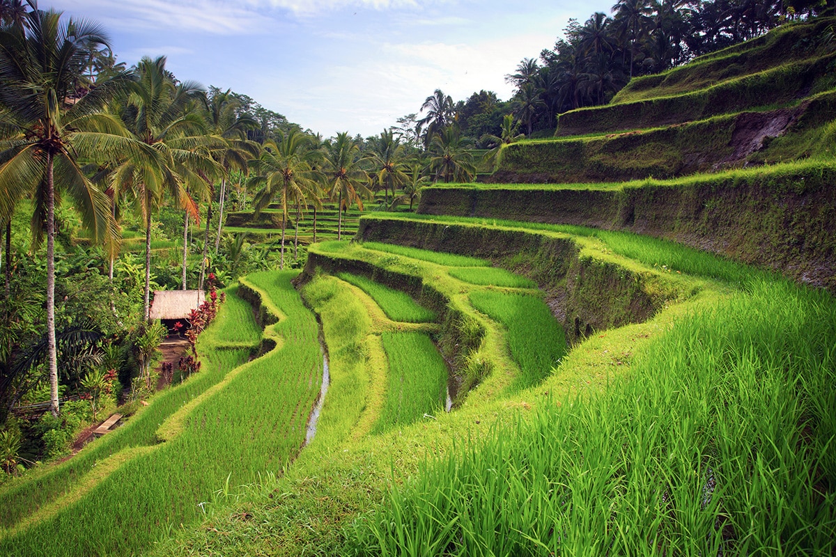 the green lush view of Tegallalang Rice Terrace