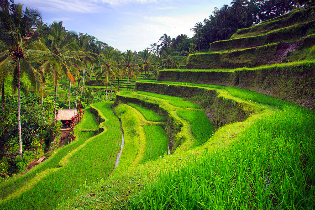 the green lush view of Tegallalang Rice Terrace