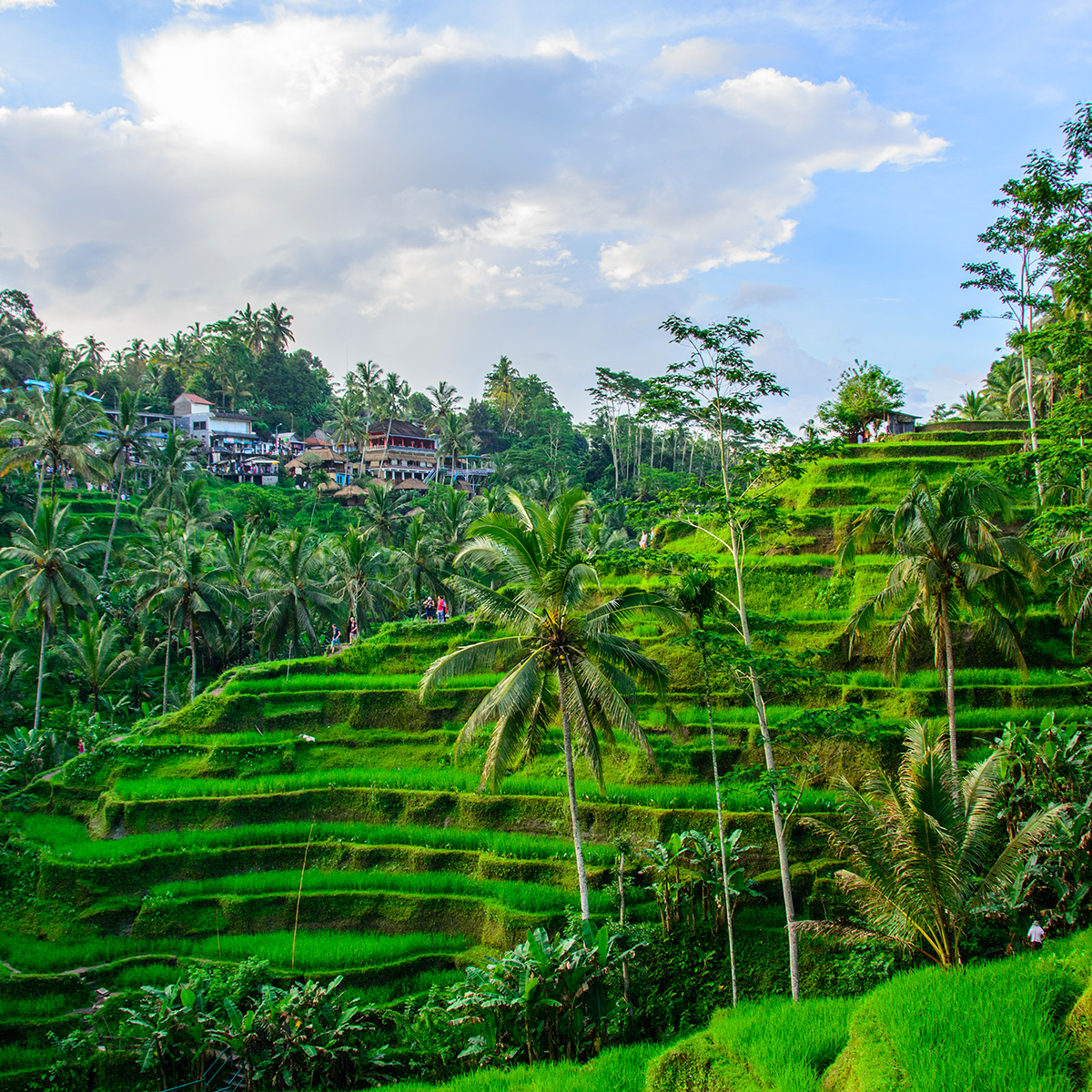 Discover the Charm of Tegallalang Rice Terrace in Ubud