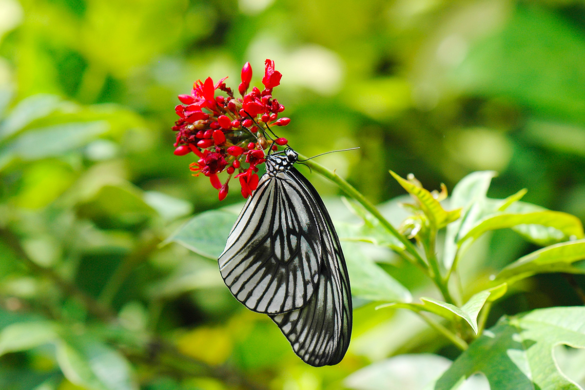 A beautiful butterfly on a flower at Kemenuh Butterfly Park