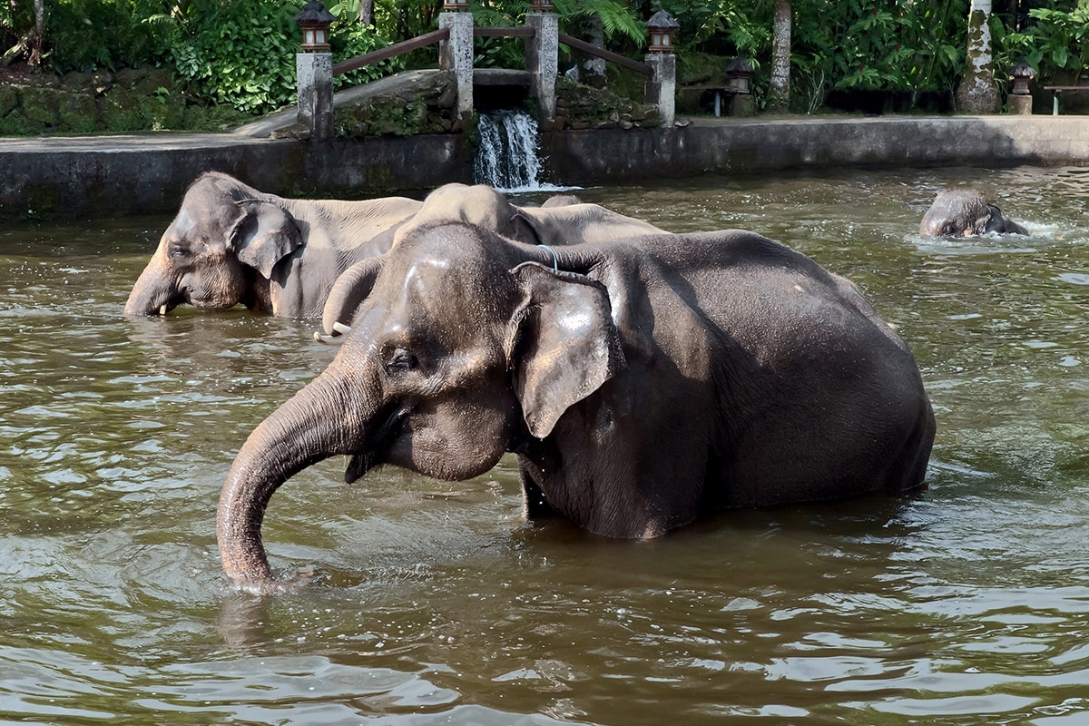 two elephants in the water at the Bali Zoo Gianyar
