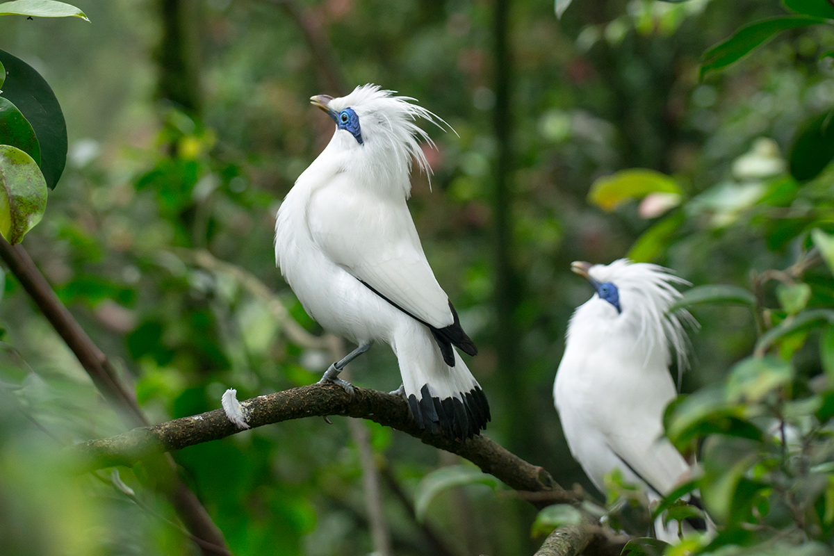 bali safari blog two Bali Starlings perch on a tree branch in Bali
