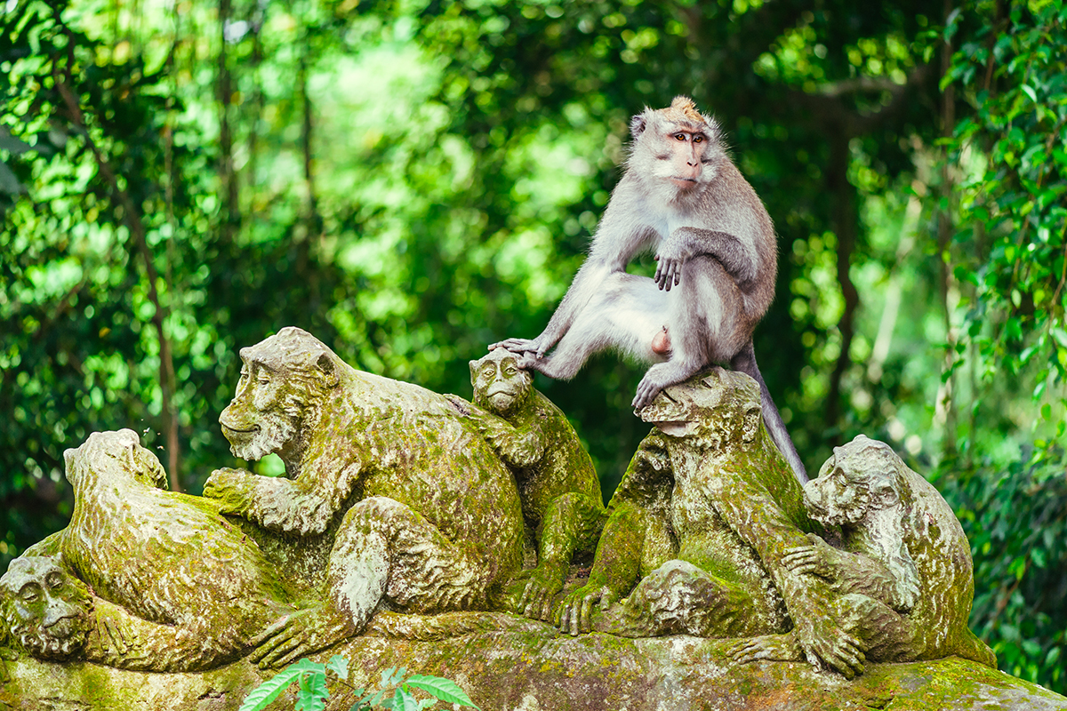 bali safari blog Grey Macaque standing on a statue in Ubud Monkey Forest