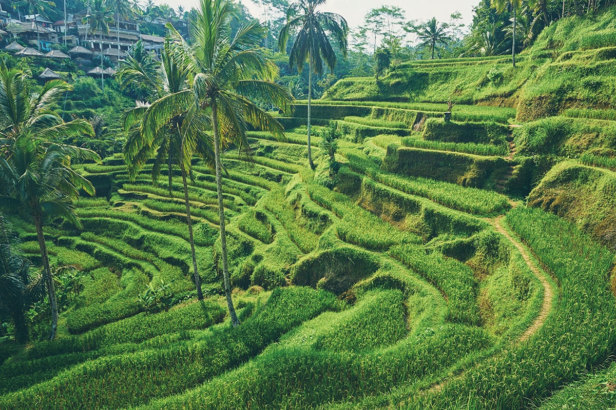 lush rice terraces of Tegallalang