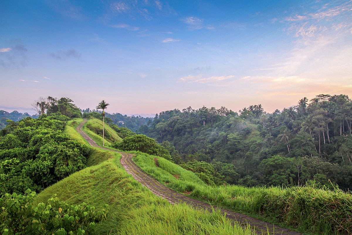 a lush greenery of nature in Bali at Campuhan Hill