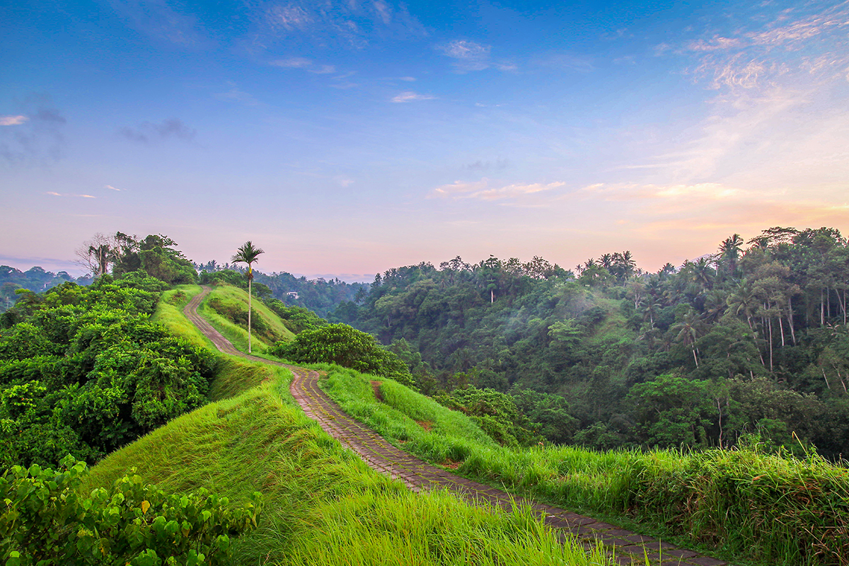 a lush greenery of nature in Bali at Campuhan Hill