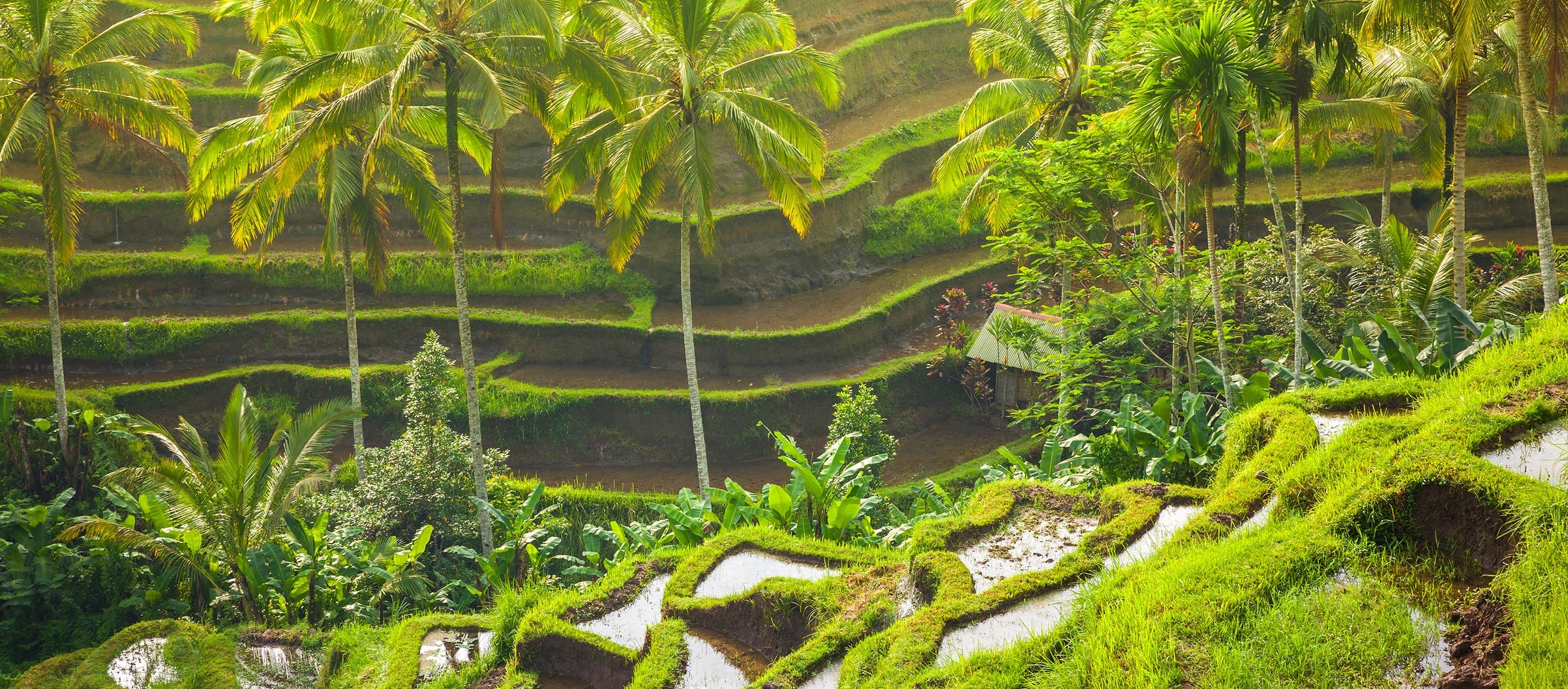 Ubud