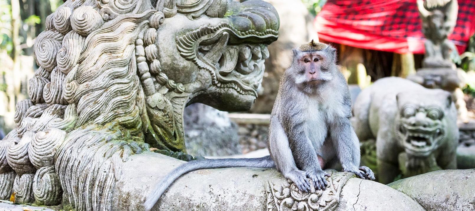 La foret des singes de Ubud