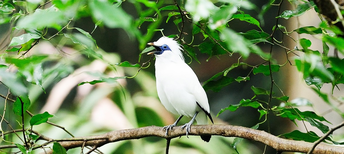 Bali Starling Songbird
