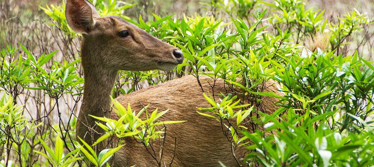 West Bali National Park