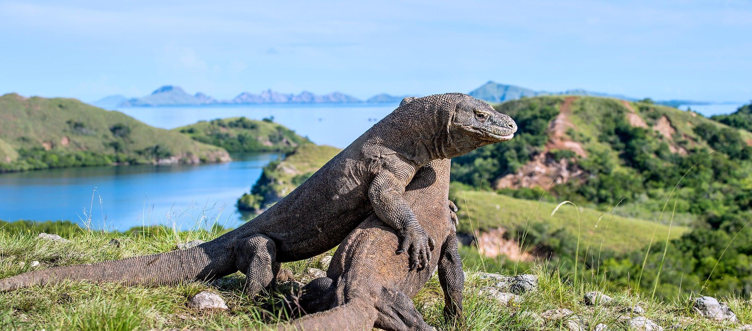 Le Parc National de Komodo