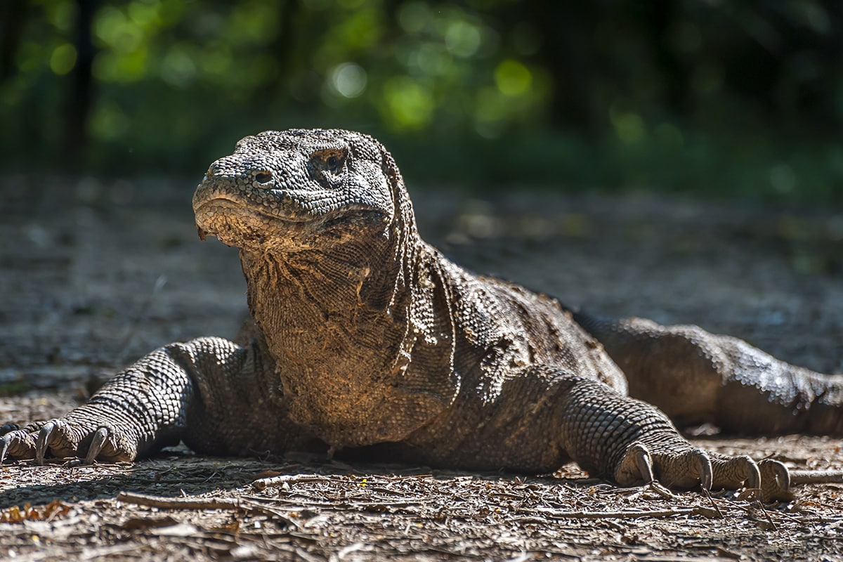 Excited to meet the last dragons in Komodo Island? Learn the ...