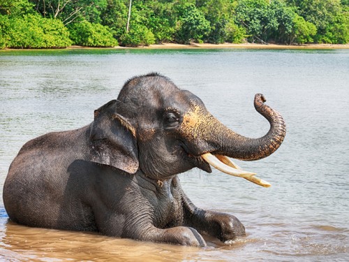 Lombok Elephant Park : a New Sanctuary for these Gentle Giants