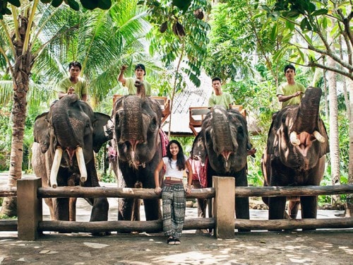 لومبوك حديقة الفيل: ملجأ جديد لهذه الحيوانات العمالقة اللطيفة