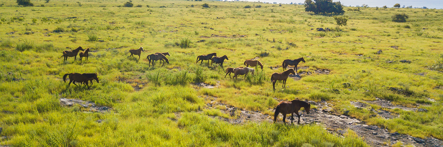 SUMBA: the newly discovered Gem in East Nusa Tenggara