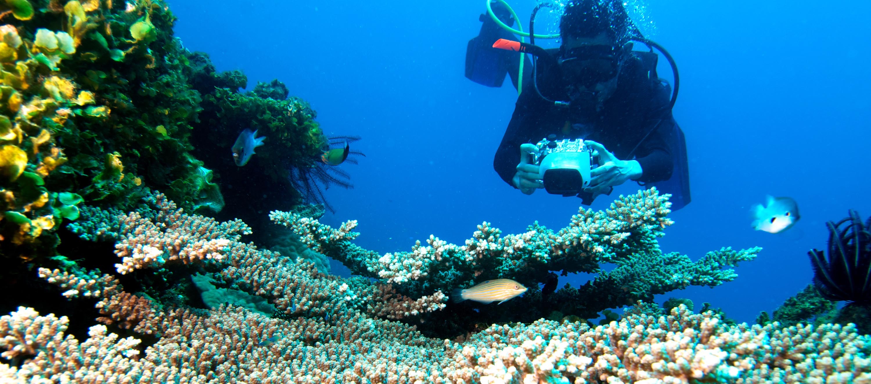 Karimun Jawa Marine National Park