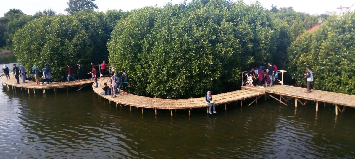 Mangrove of Maerokoco