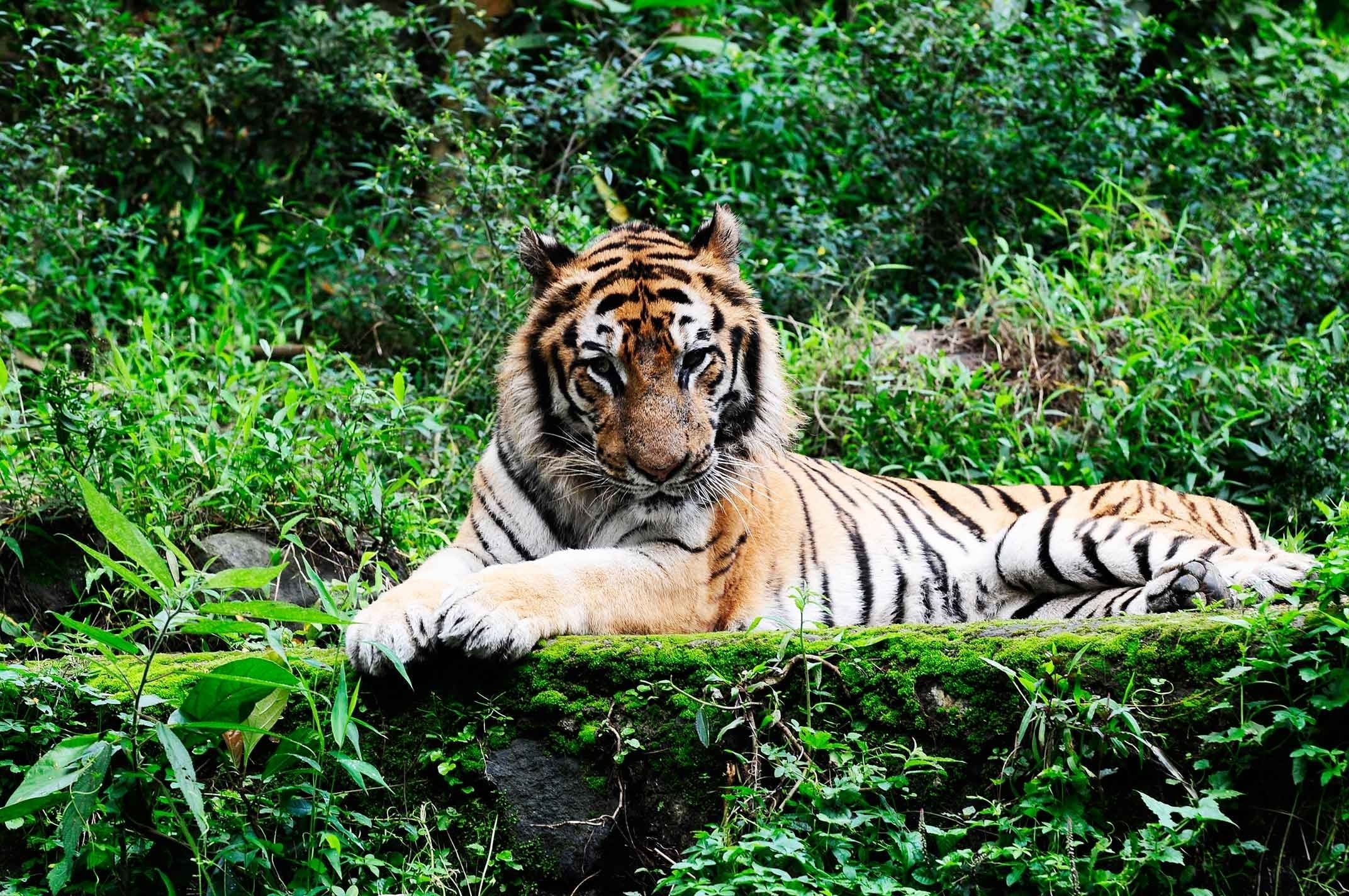 Taman Safari: Modern Zoological Wonders