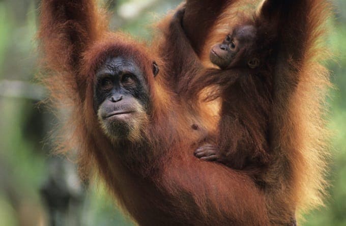 Parc national de Sebangau