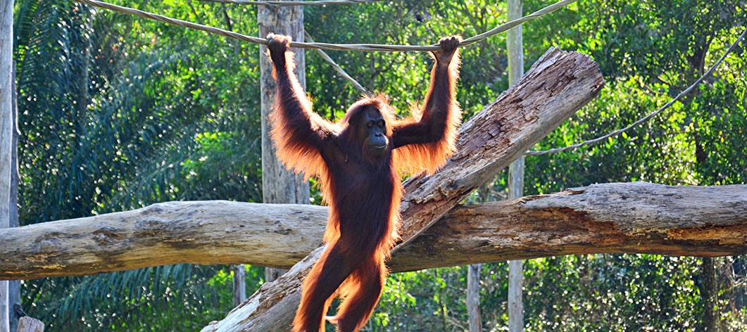 Tanjung Puting: Home of Amazing Orangutans