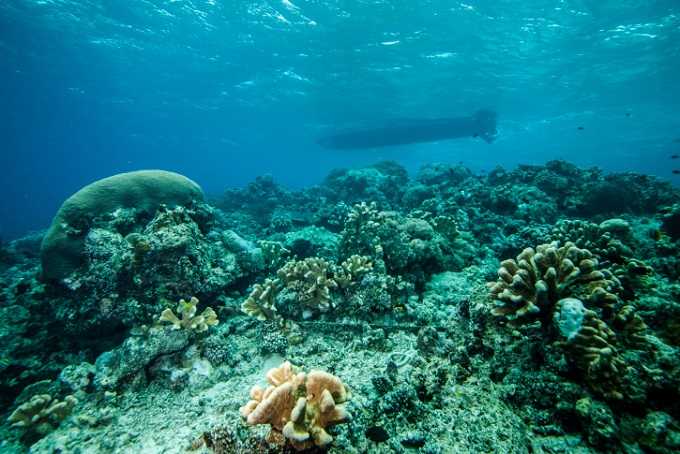 Maratua Island: Indonesia's Turtle Haven