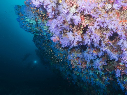 Maratua Island, the Turtle Capital of Indonesia