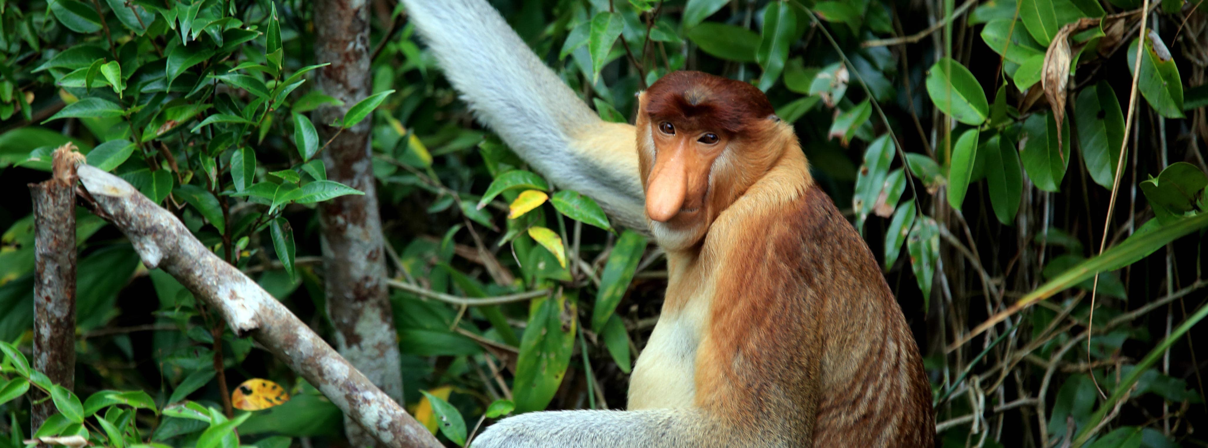 Proboscis Monkeys  New England Primate Conservancy