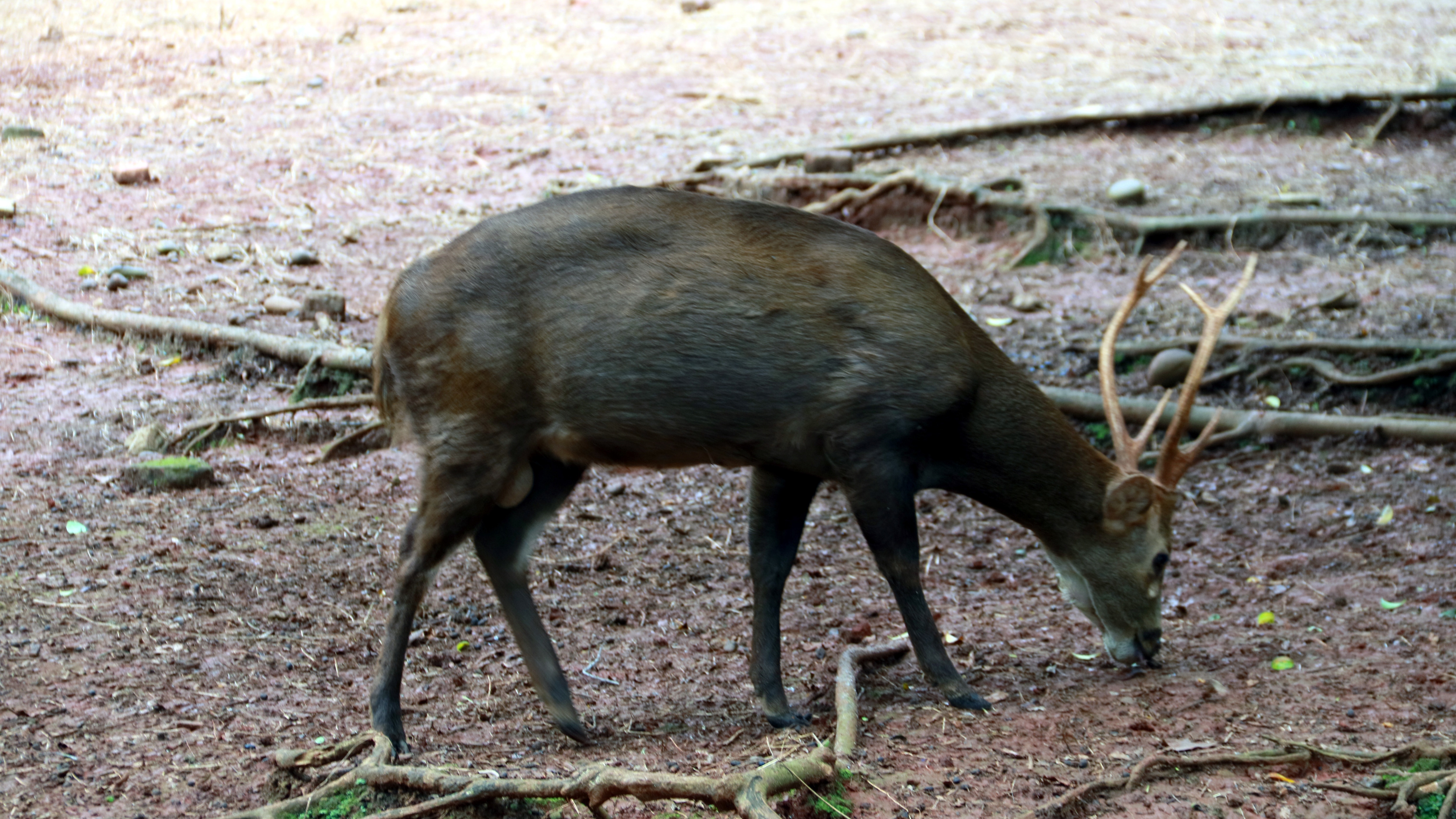 Bawean Deer, Indonesia’s Agile yet Endangered Pride