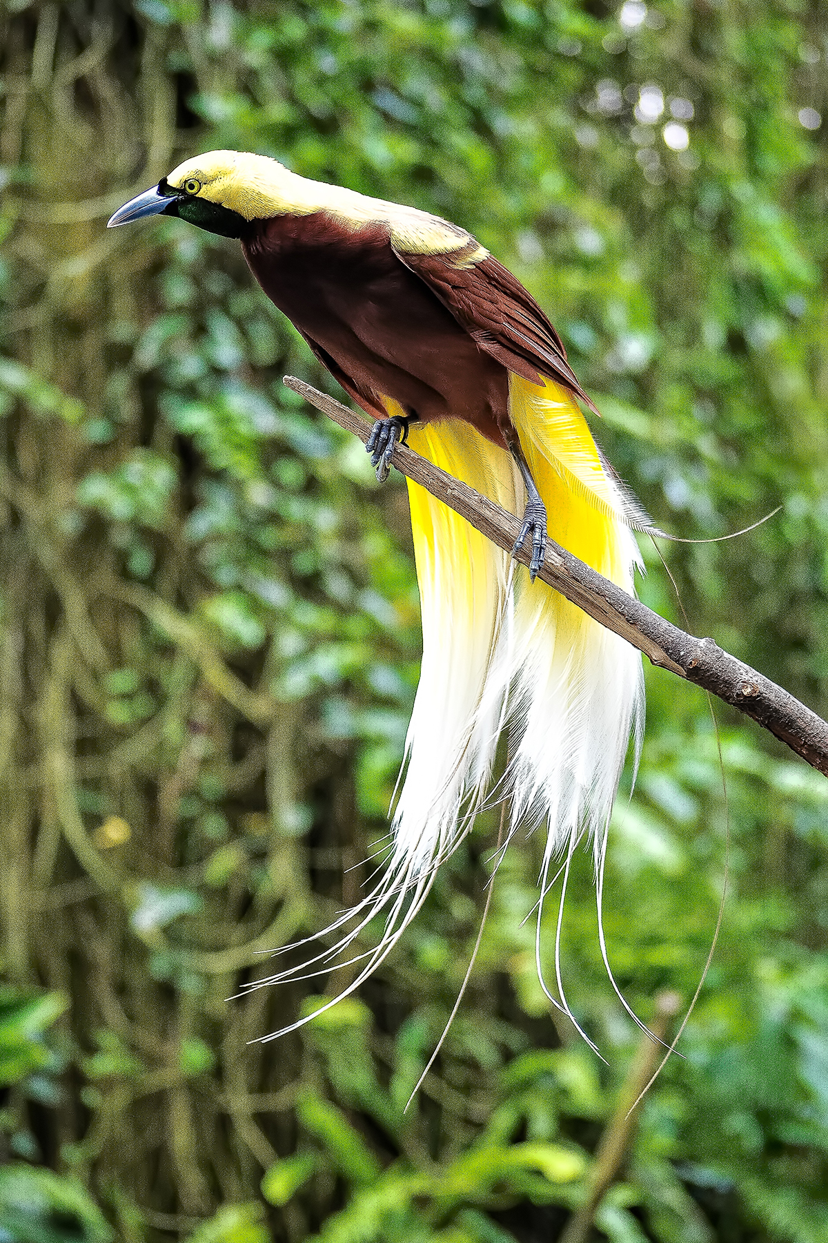 Cendrawasih, the Bird of Paradise