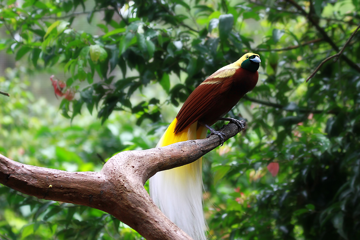 Cendrawasih The Bird Of Paradise Indonesia Travel