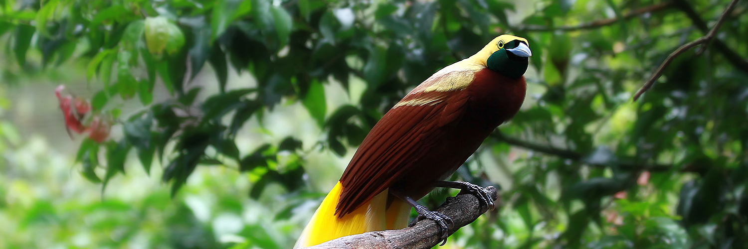 Cendrawasih, the Bird of Paradise