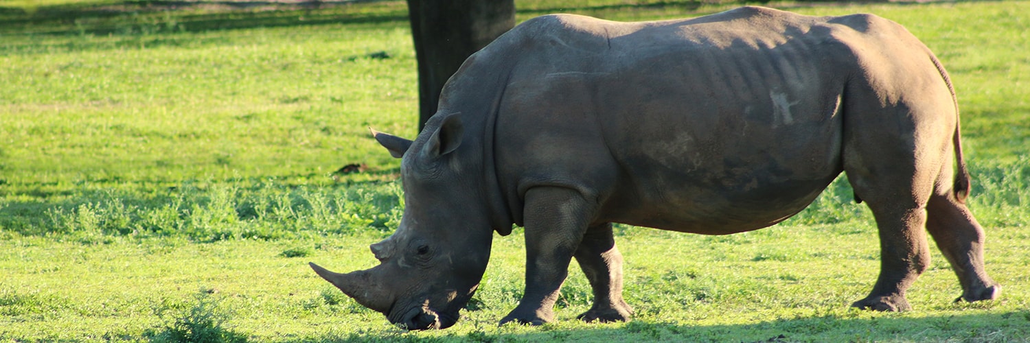 Javan Rhinoceros: Icon of Western Indonesia