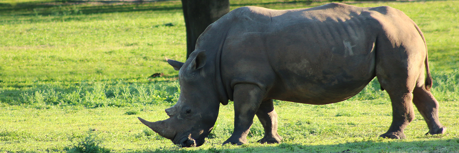 Javan Rhinoceros, the Mighty Icon of Western Indonesia