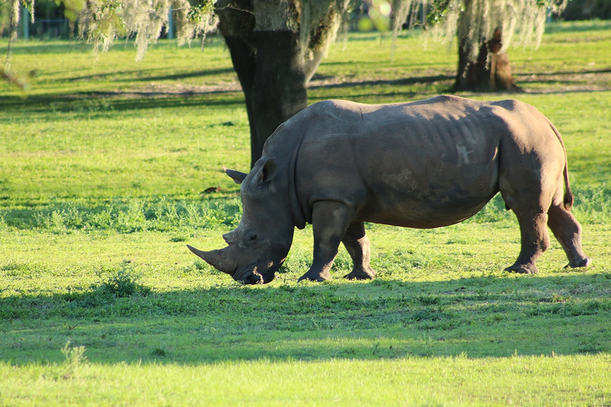 Javan Rhinoceros, the Mighty Icon of Western Indonesia